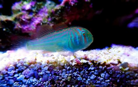 Green Clown Goby Gobiodon Histrio Ultimate Care Guide Fish Laboratory