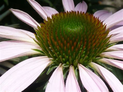 Images Gratuites La Nature Fleur P Tale Marguerite Vert