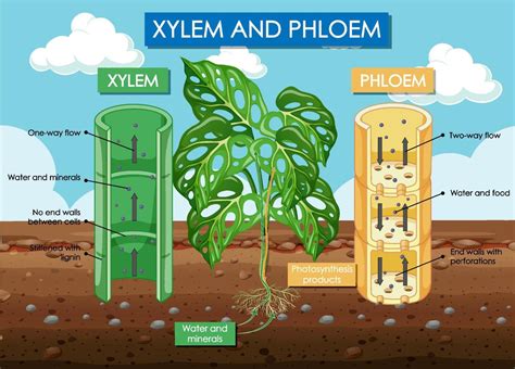 Diagram showing xylem and phloem plant 6611253 Vector Art at Vecteezy