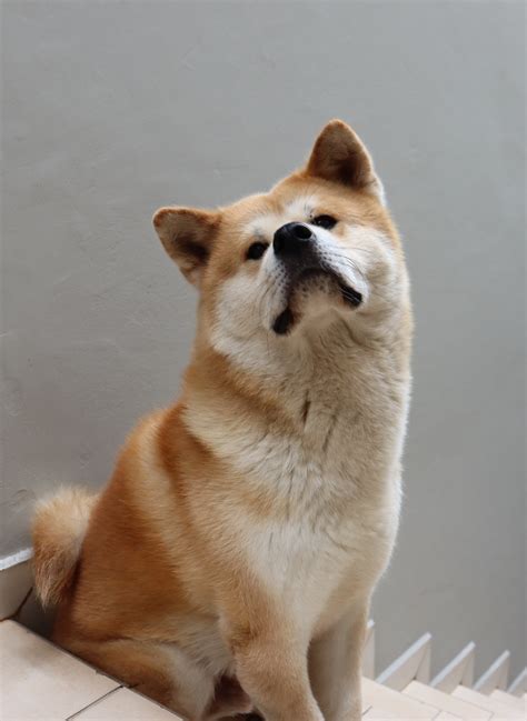 Free Images : carnivore, collar, window, dog breed, fawn, companion dog