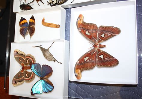 Insect Cases Making, Discovery Zone – Andrei Sourakov | Lepidoptera ...