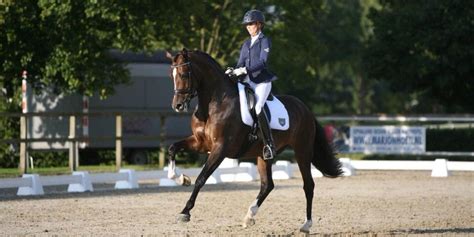 If your horse is ‘lazy’, ride a lot of transitions. Right? – Rien van der Schaft's Dressage Training