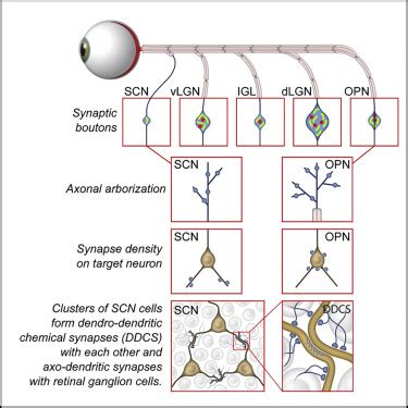 Synaptic Specializations Of Melanopsin Retinal Ganglion Cells In