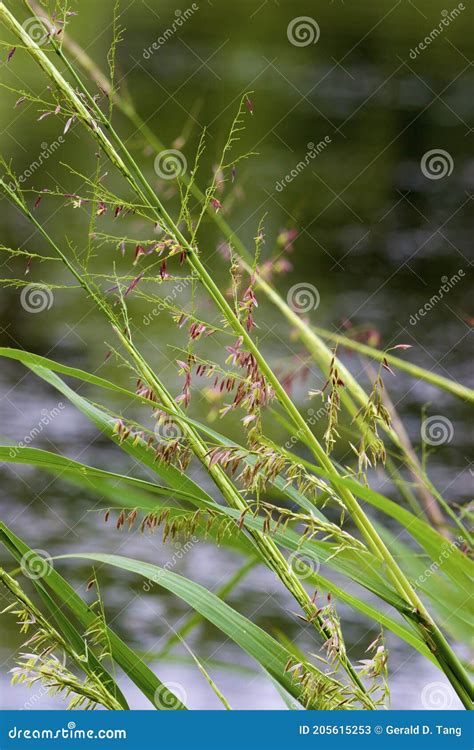 Northern Wild Rice Stock Image Image Of Nature