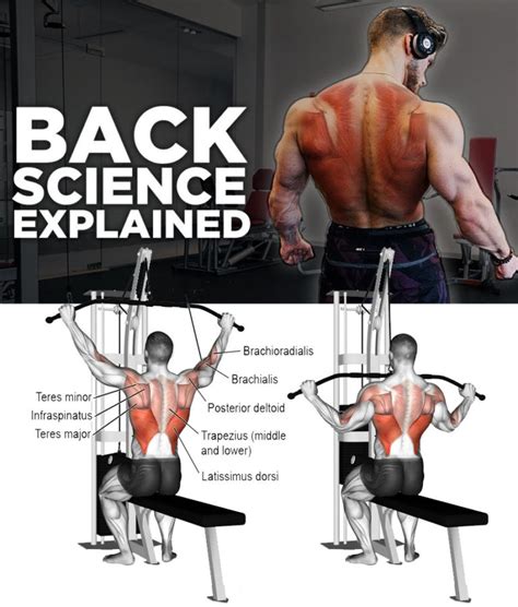 Build Bigger Huge Back Tips And Guide