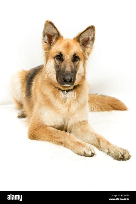 Golden Brown German Shepherd Alsatian Dog Lying Down On White