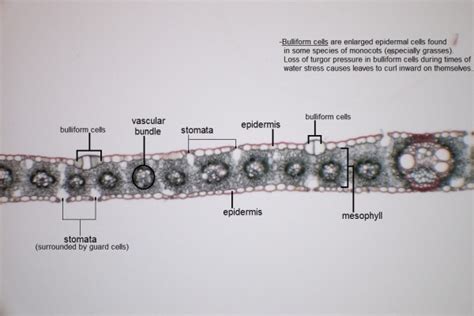 Cross Section Of Monocot Leaf Labeled