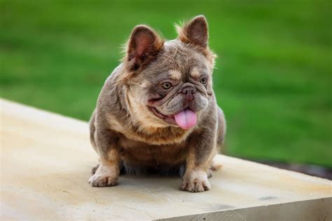Fluffy French Bulldog: #1 Amazing Small Bully Breed Dog 