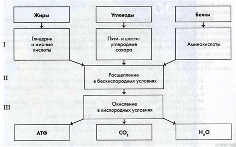 ГДЗ учебник по биологии 10 класс (Линия Жизни) Пасечник. §21 ...