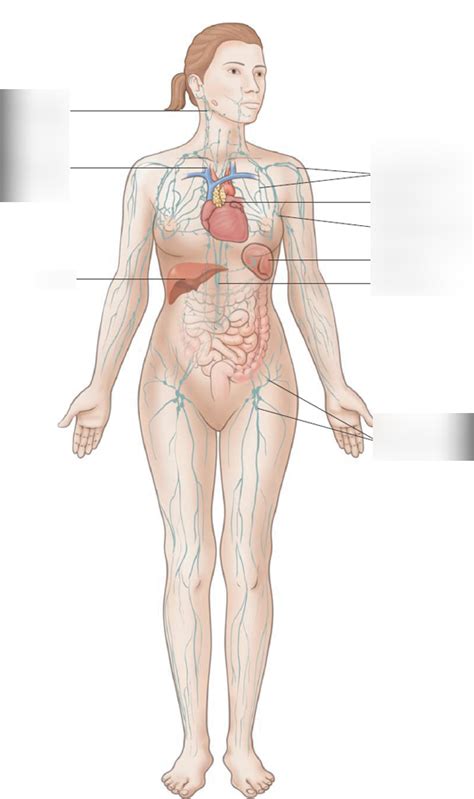 Anatomy And Physiology The Lymphatic System Diagram Quizlet