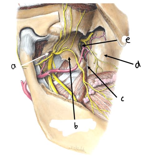 Anatomy Of The Pterygopalatine Fossa Flashcards Quizlet