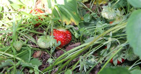 Strawberries and cream - The Human Element in Gastronomy