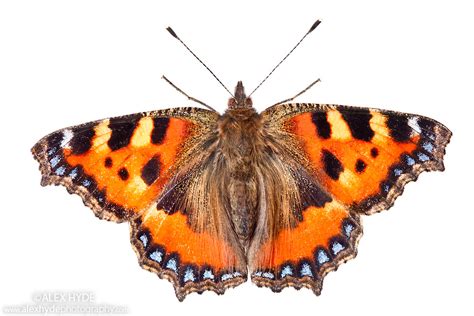 Small Tortoiseshell Butterfly Aglais Urticae Alex Hyde