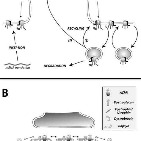 1 A Model Of Post Synaptic Receptor Dynamics At Glutamatergic And