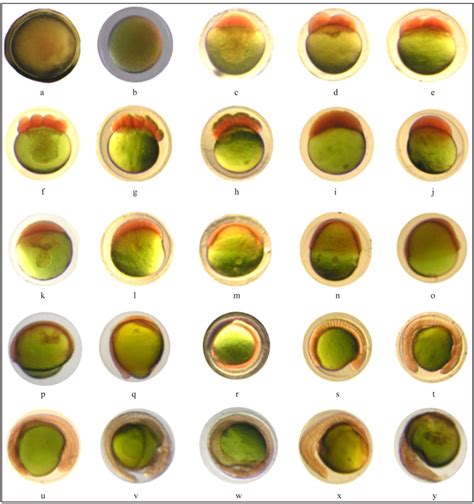 Stages Of Embryonic Development In Heteropneustes Fossilis A Egg