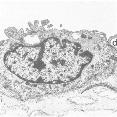 A Scanning Electron Micrograph Of The Surface Of A Monolayer Of Bovine