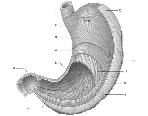 Label Stomach Parts/Functions Quiz