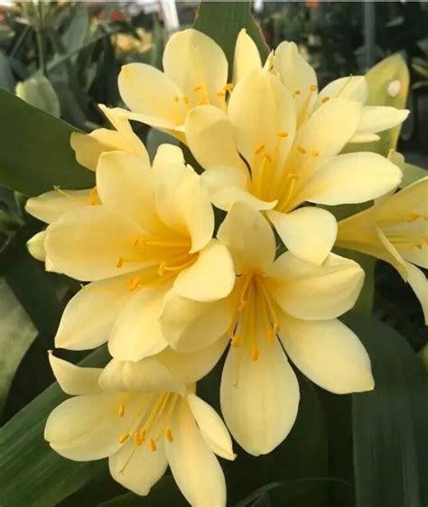 Clivia Miniata Yellow Seed X Beautiful Houseplant Etsy