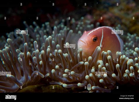 An Isolated Clown Fish Looking At You In Cebu Philippines Stock Photo