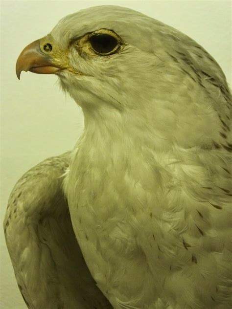 Gyrfalcon | SIMILAR BUT DIFFERENT IN THE ANIMAL KINGDOM