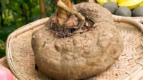 Spin A Yam The Super Powers Of Suran Or Elephant Foot Yam NDTV Food