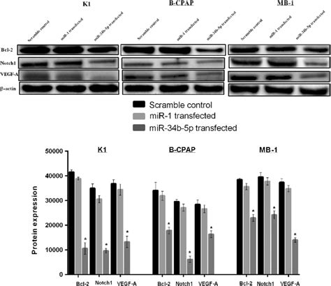 Mir B P Is Also Involved In Repressing Bcl Notch And Vegf A