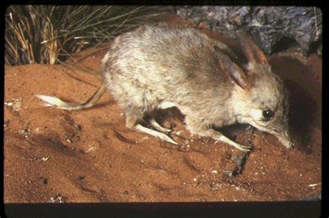 Pig Footed Bandicoot Extinct Species Pinterest Pigs