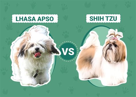 Lhasa Apso Vs Shih Tzu The Differences With Pictures Dogster