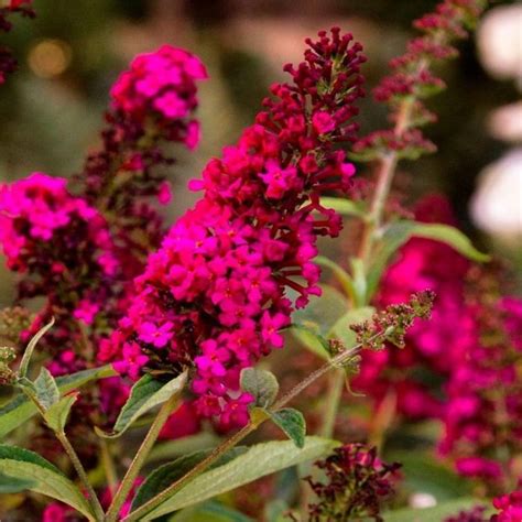 Buddleja Davidii Royal Red Butterfly Bush Red Buddleia LARGE