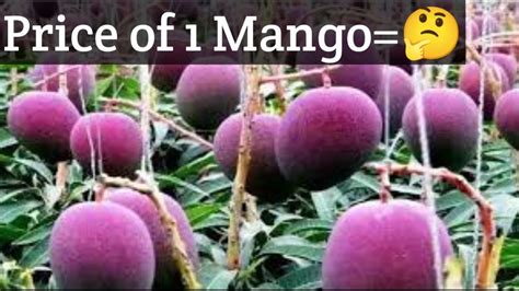 Facts About Miyazaki Mangos Sabz Tv Youtube