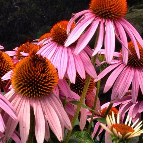 Purple coneflowers Purple, Flowers, Plants, Plant, Royal Icing Flowers ...