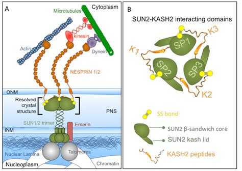 A A Schematic Representation Of The SUN1 2 KASH1 2 Complex Acting As