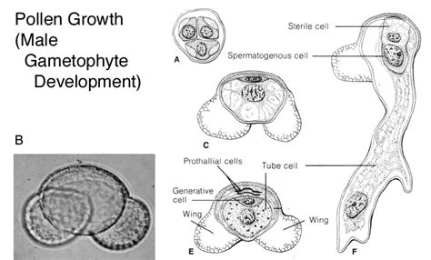 Bioatlashtml