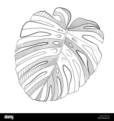 Abstract Tropical Monstera Leaf Vector Illustration Stock Vector Image