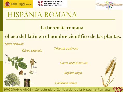 El Uso Del Latín En Los Nombres Científicos De Las Plantas Ppt Descarga Gratuita