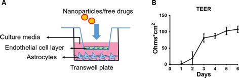 In Vitro Bbb Model A Graphical Representation Of The In Vitro Bbb