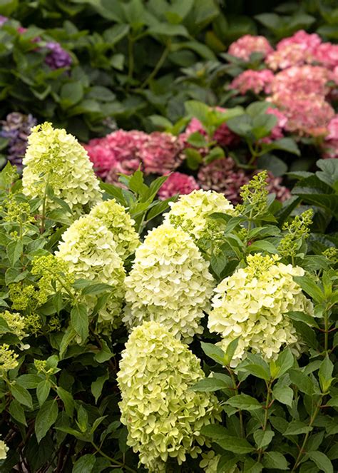 The Best Panicle Hydrangea Varieties for No-Fuss, Long-Lasting Blooms