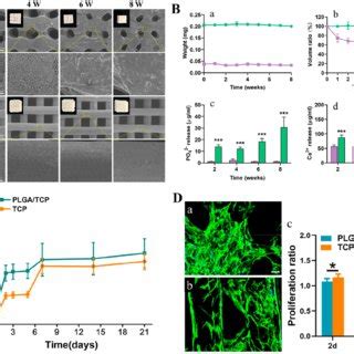 Morphological And Mechanical Characterization Of Plga Tcp And Tcp