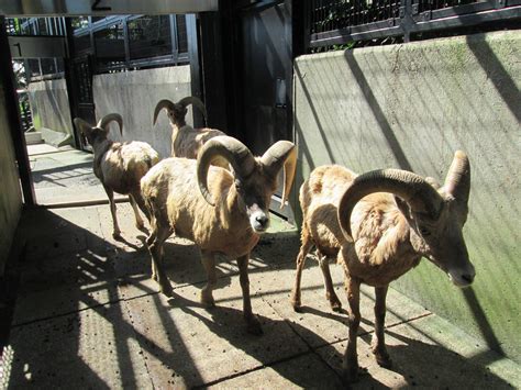 ある日の休園日の朝オオきなツノのヒツジの日記｜ブログ金沢動物園公式サイト｜公益財団法人 横浜市緑の協会