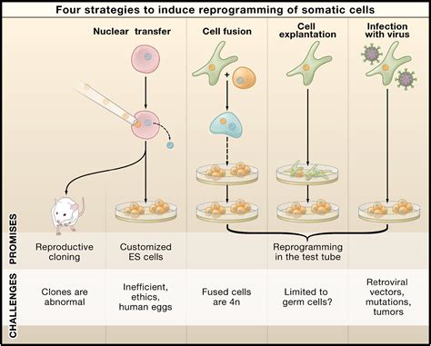 Stem Cells The Molecular Circuitry Of Pluripotency And Nuclear