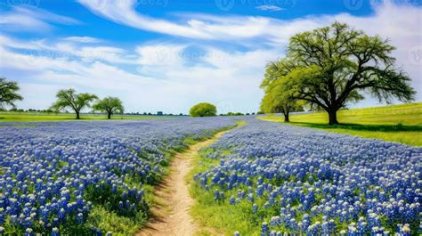 Texas Bluebonnet Stock Photos, Images and Backgrounds for Free Download