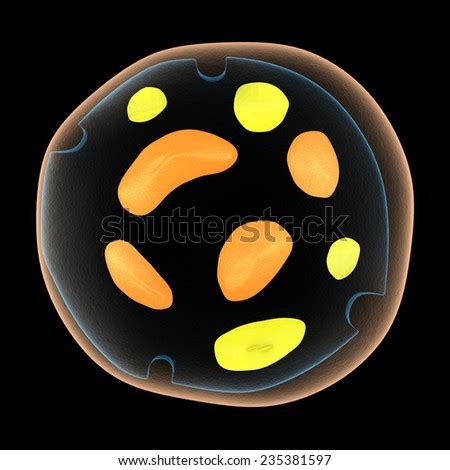 Chromoplast Stock Photos, Royalty-Free Images & Vectors - Shutterstock