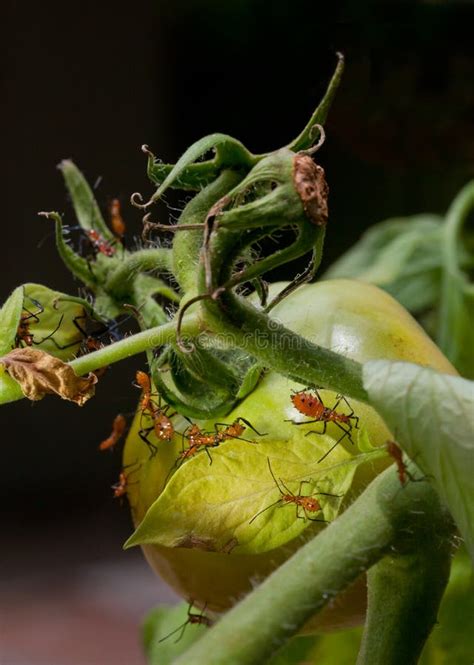 Leaf Footed Stink Bug Nymphs On Tomatoes Royalty Free Stock Photo