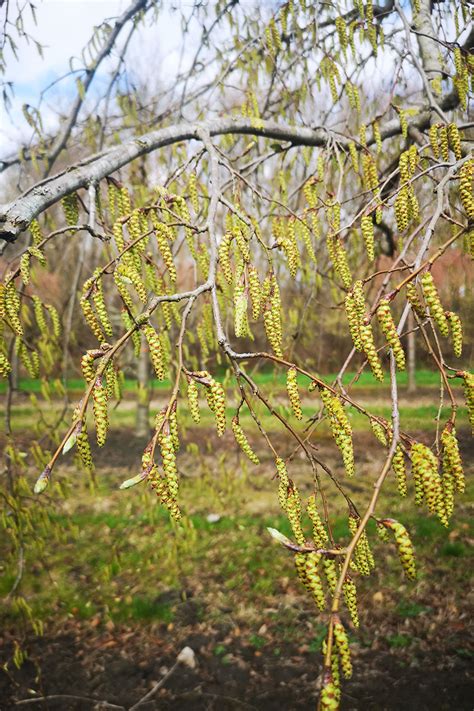 Grab Pospolity Pendula Carpinus Betulus Du E Drzewa Galeria