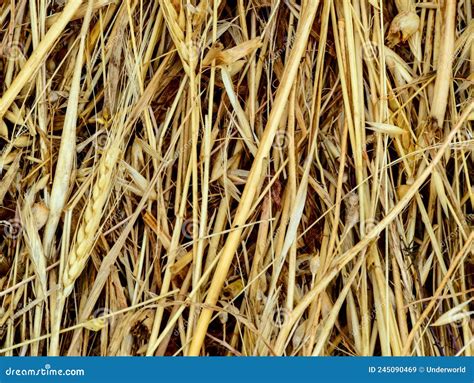 Hay Texture Stock Image Image Of Farmland Fall Meadow 245090469