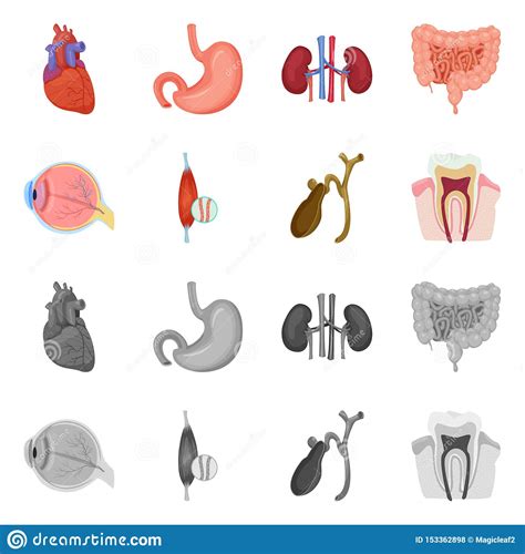 Isolated Object Of Body And Human Symbol Set Of Body And Medical