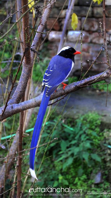 The red-billed blue magpie - Uttarakhand Photos