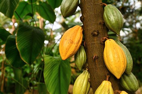 Gastronomadas MX Pulpa De Cacao En La Cocina