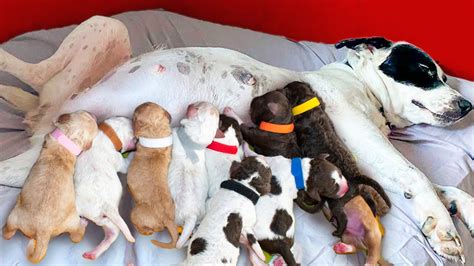 Dog In Labor Rescued Just In Time Has 11 Puppies ️ Youtube