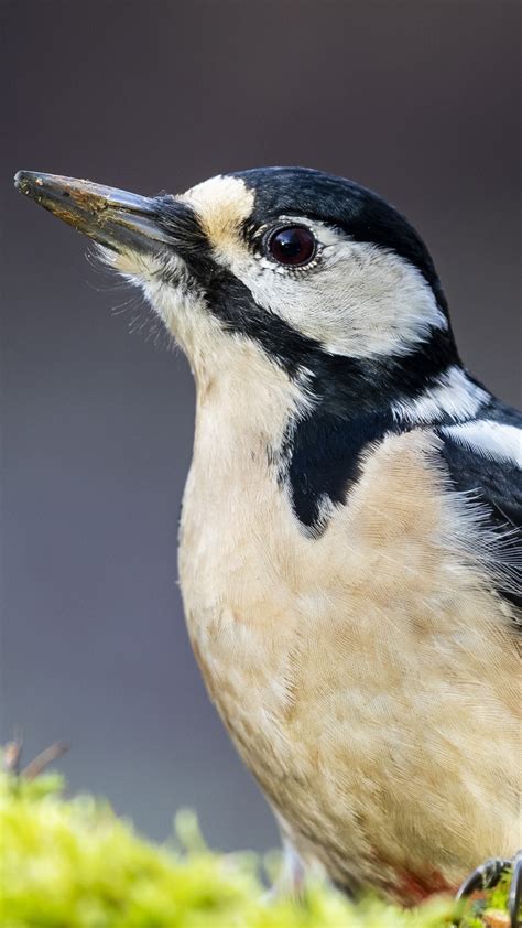 Portrait Of A Female Great Spotted Woodpecker Dendrocopos Major